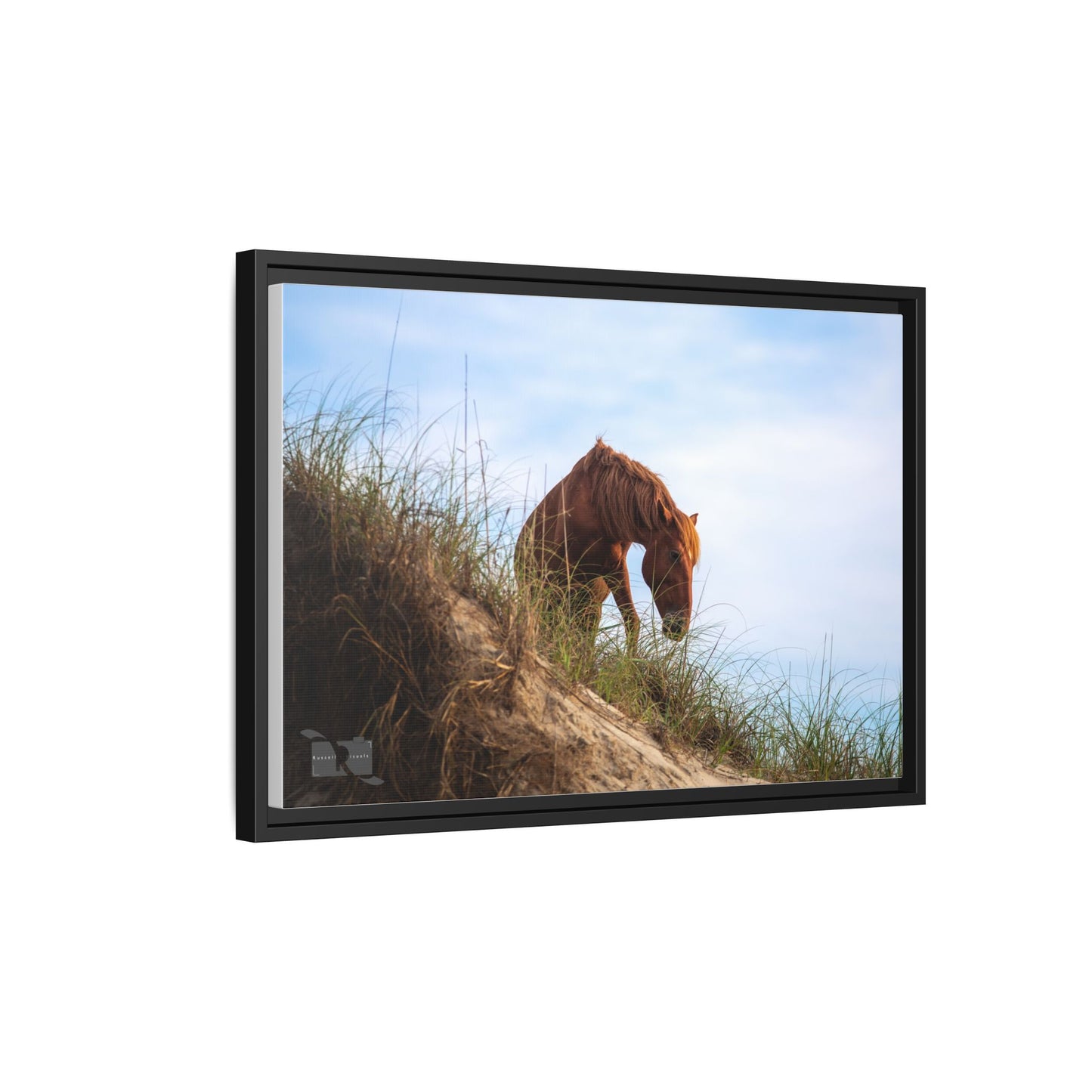 Outerbanks Horse 1