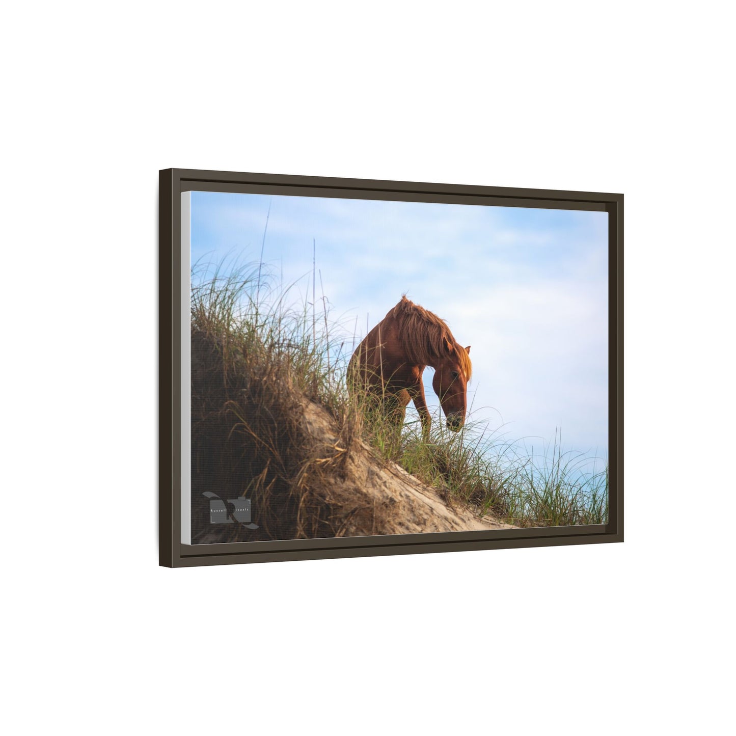 Outerbanks Horse 1