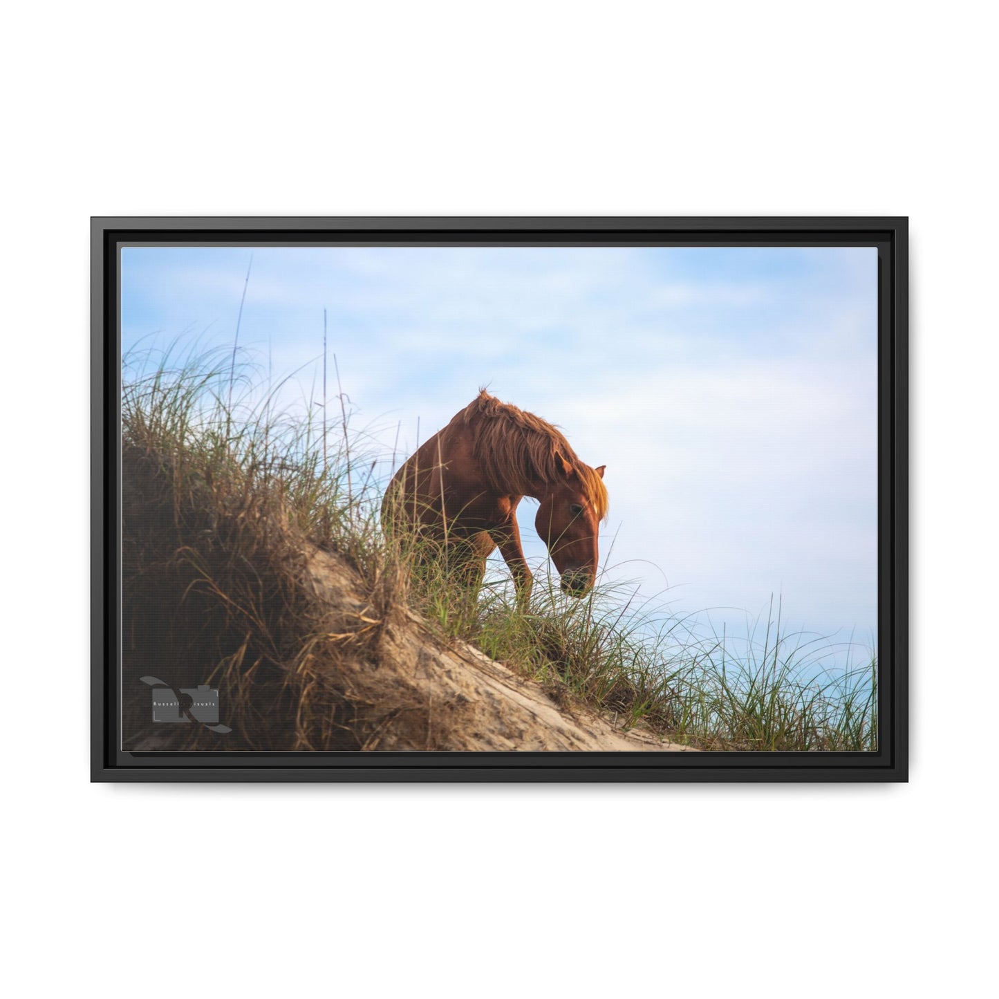 Outerbanks Horse 1