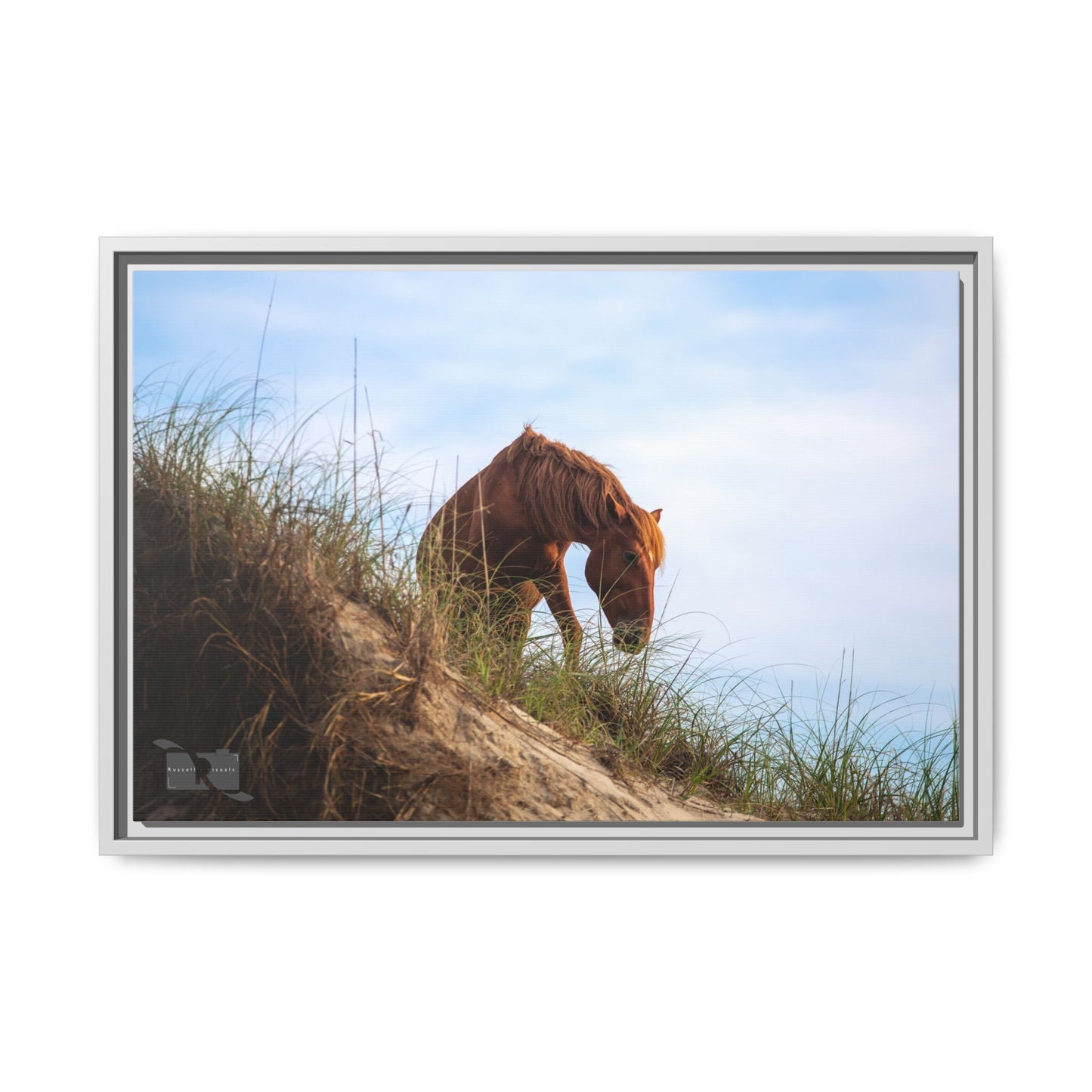 Outerbanks Horse 1