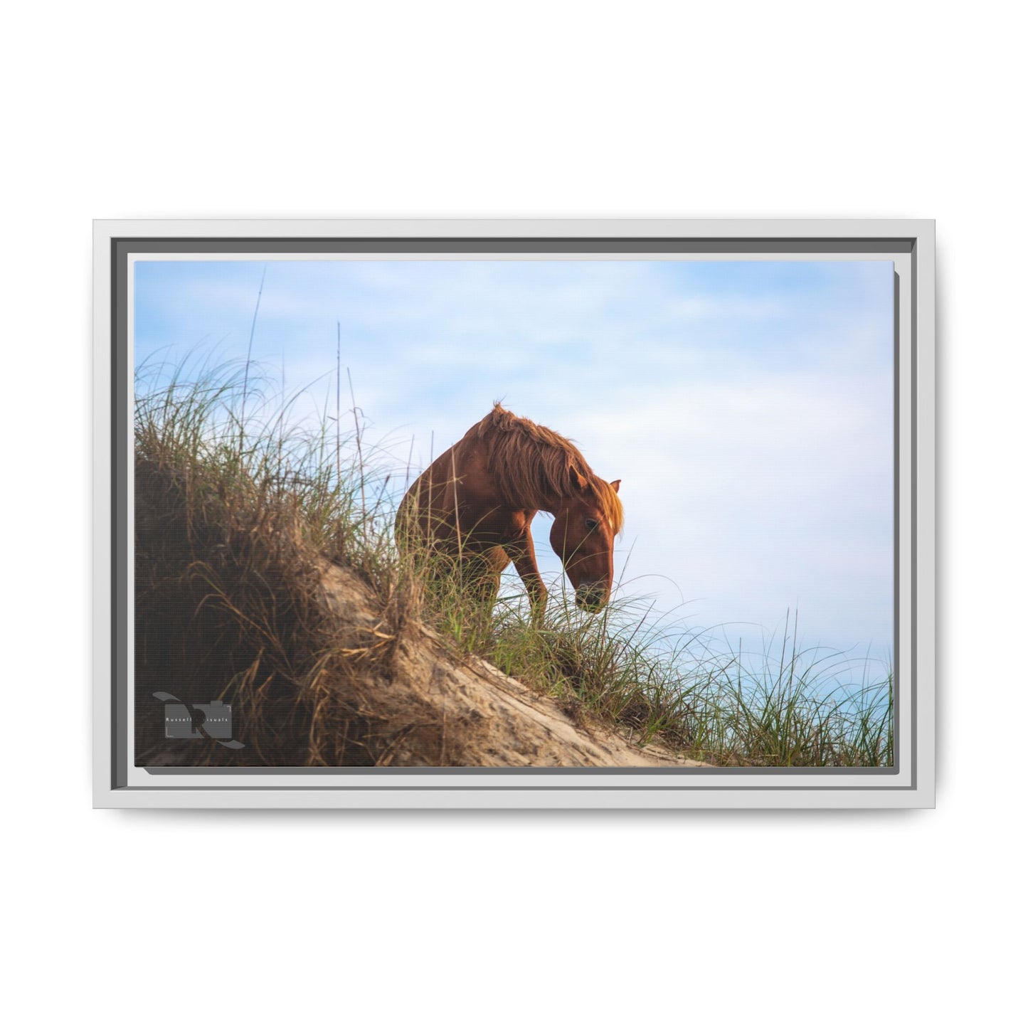 Outerbanks Horse 1