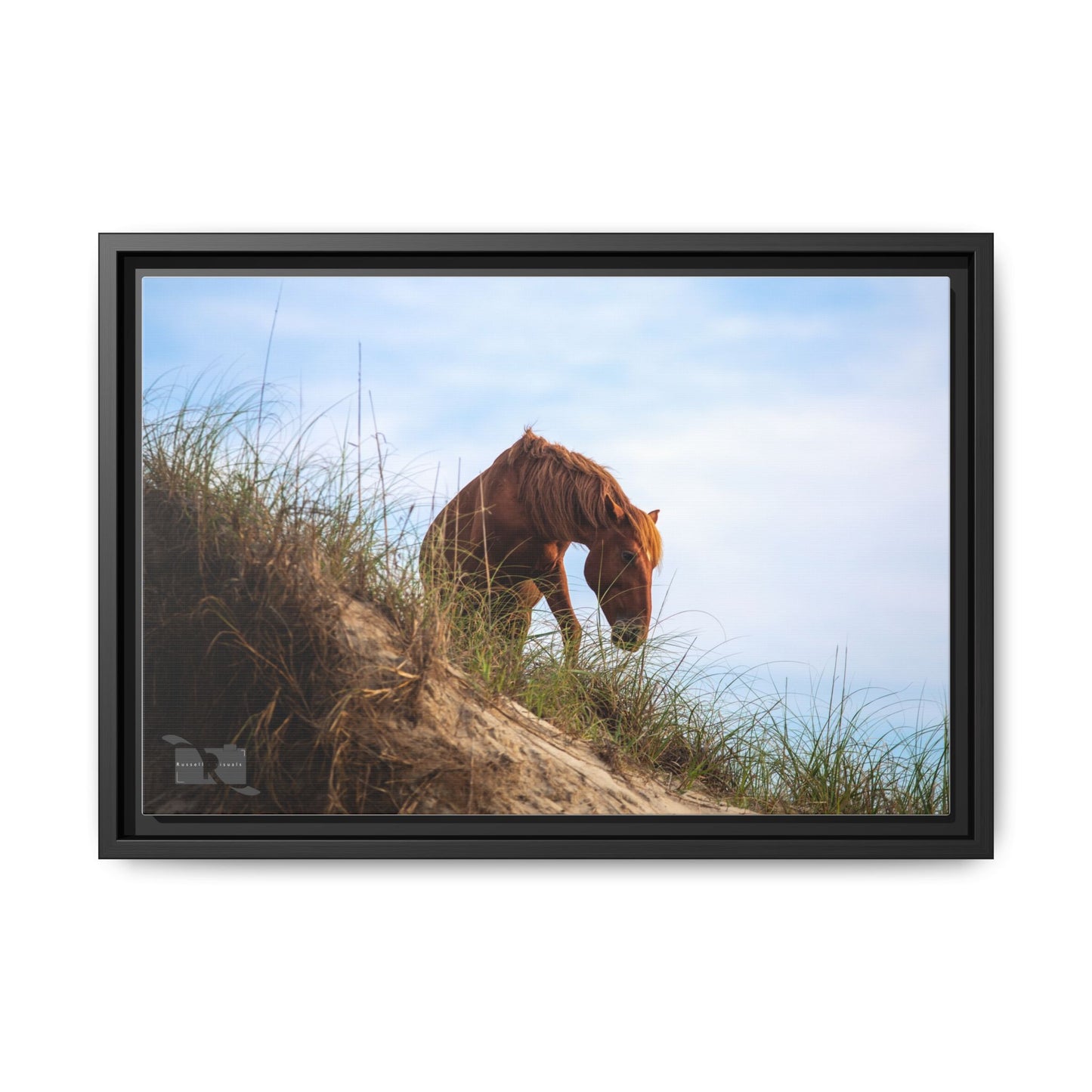 Outerbanks Horse 1