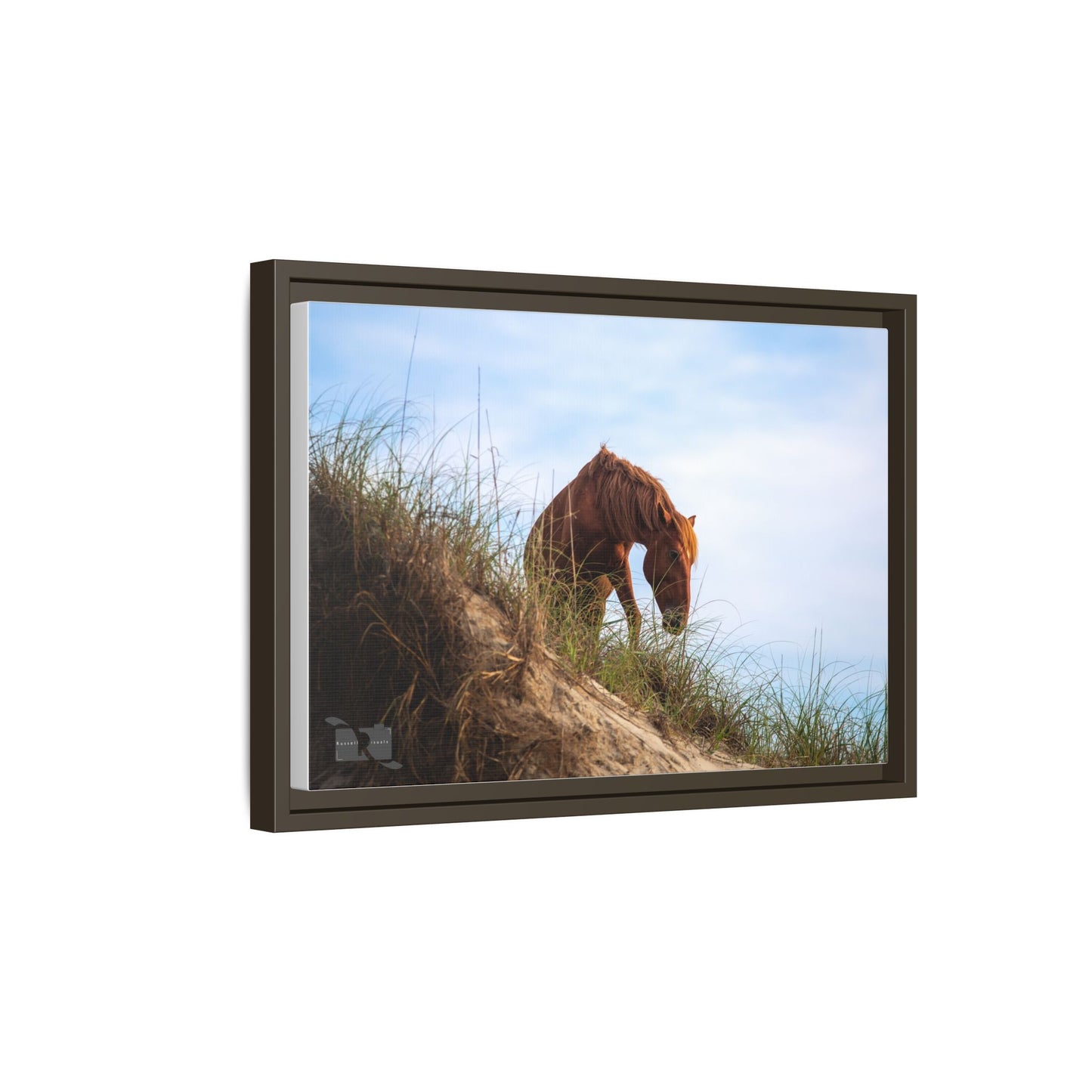 Outerbanks Horse 1