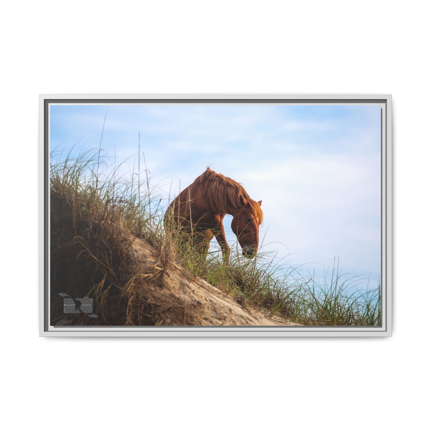 Outerbanks Horse 1