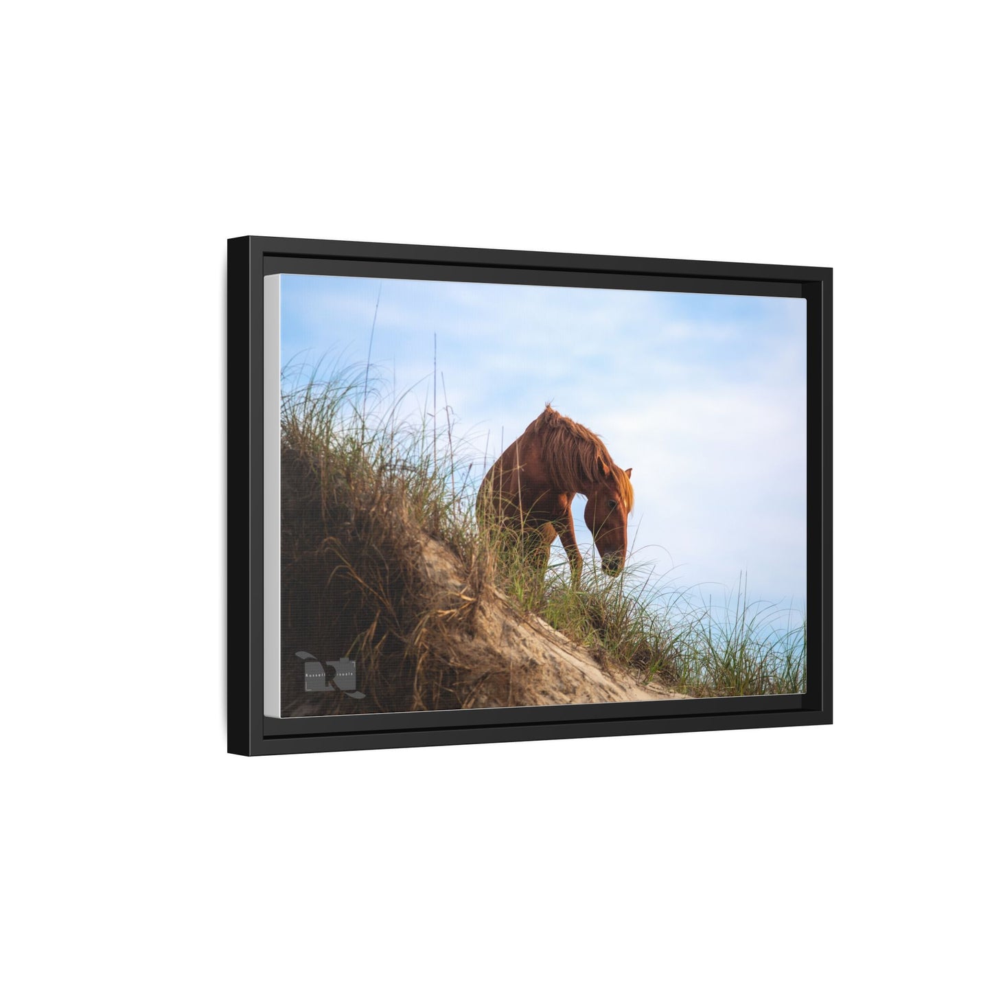Outerbanks Horse 1