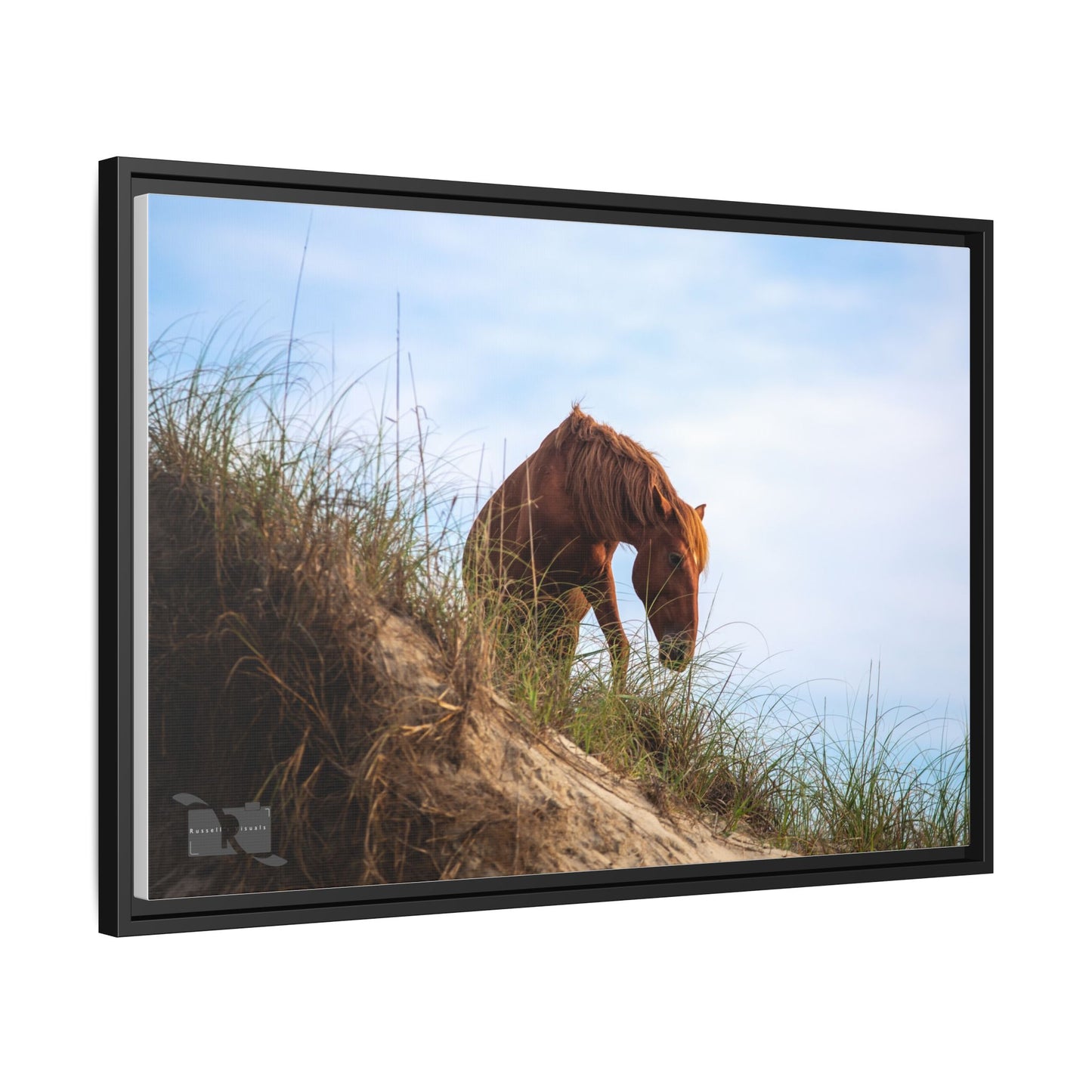 Outerbanks Horse 1