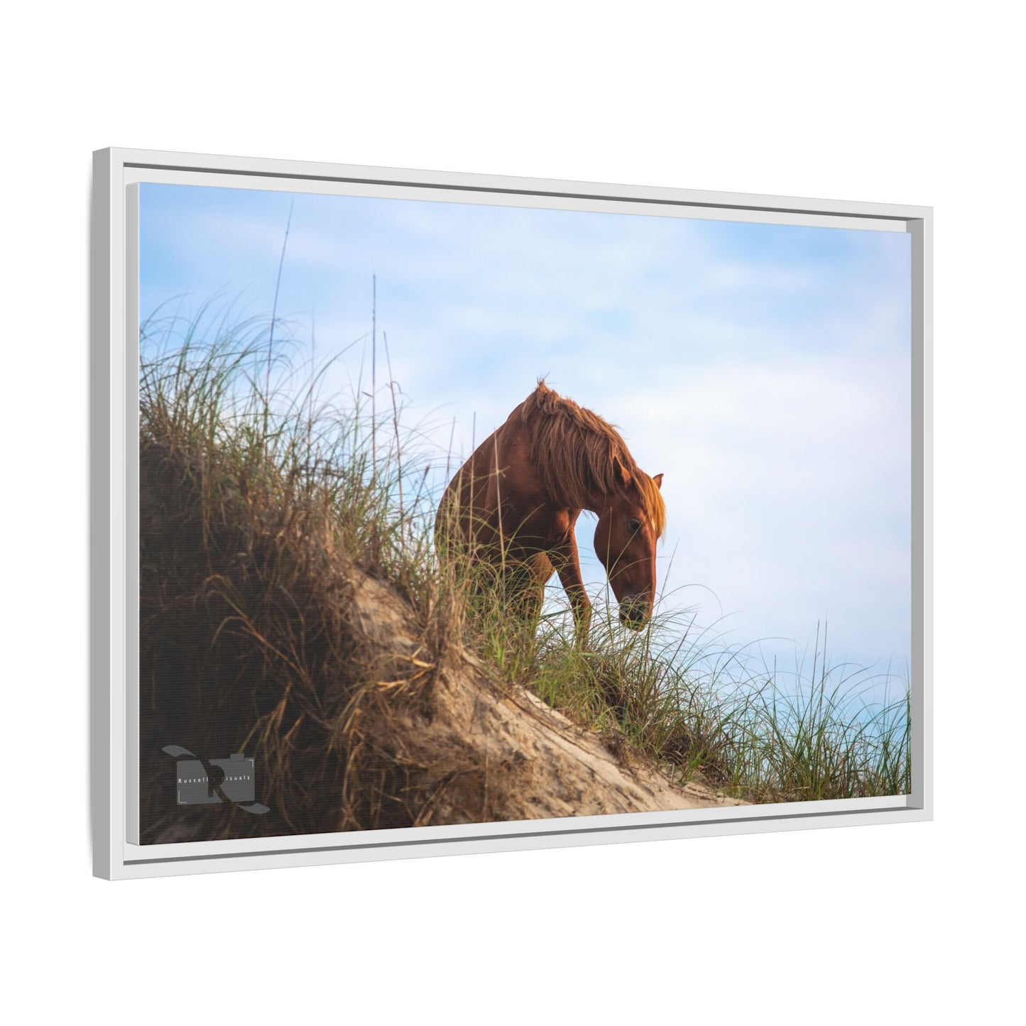 Outerbanks Horse 1