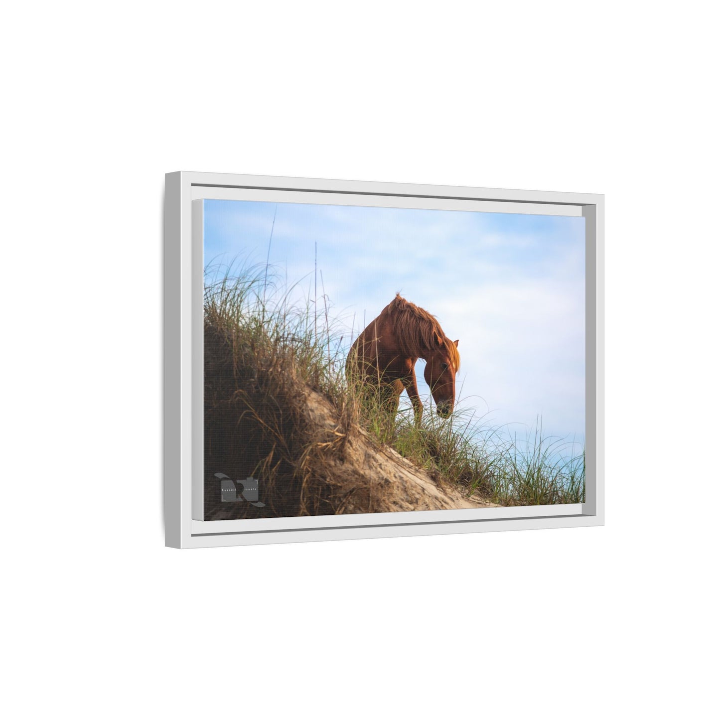 Outerbanks Horse 1
