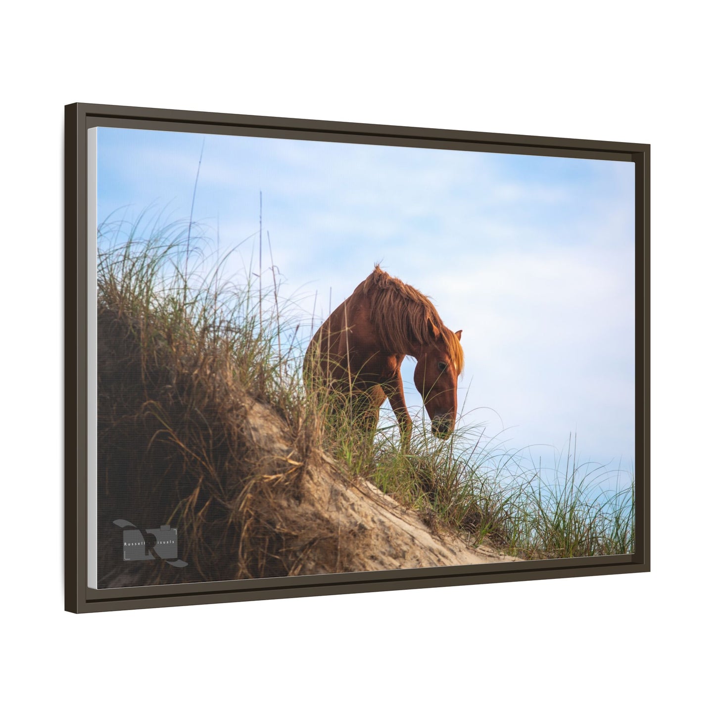 Outerbanks Horse 1