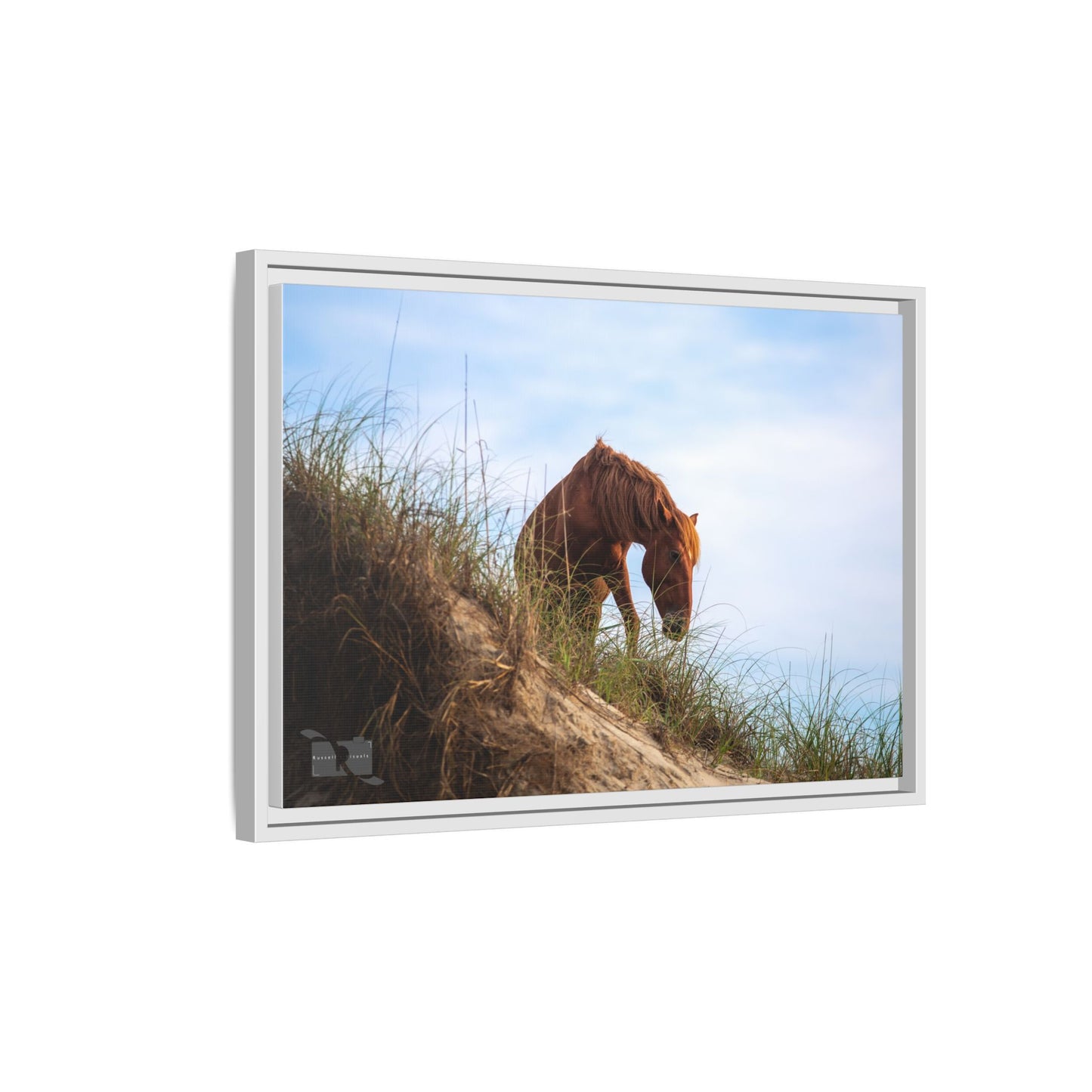 Outerbanks Horse 1