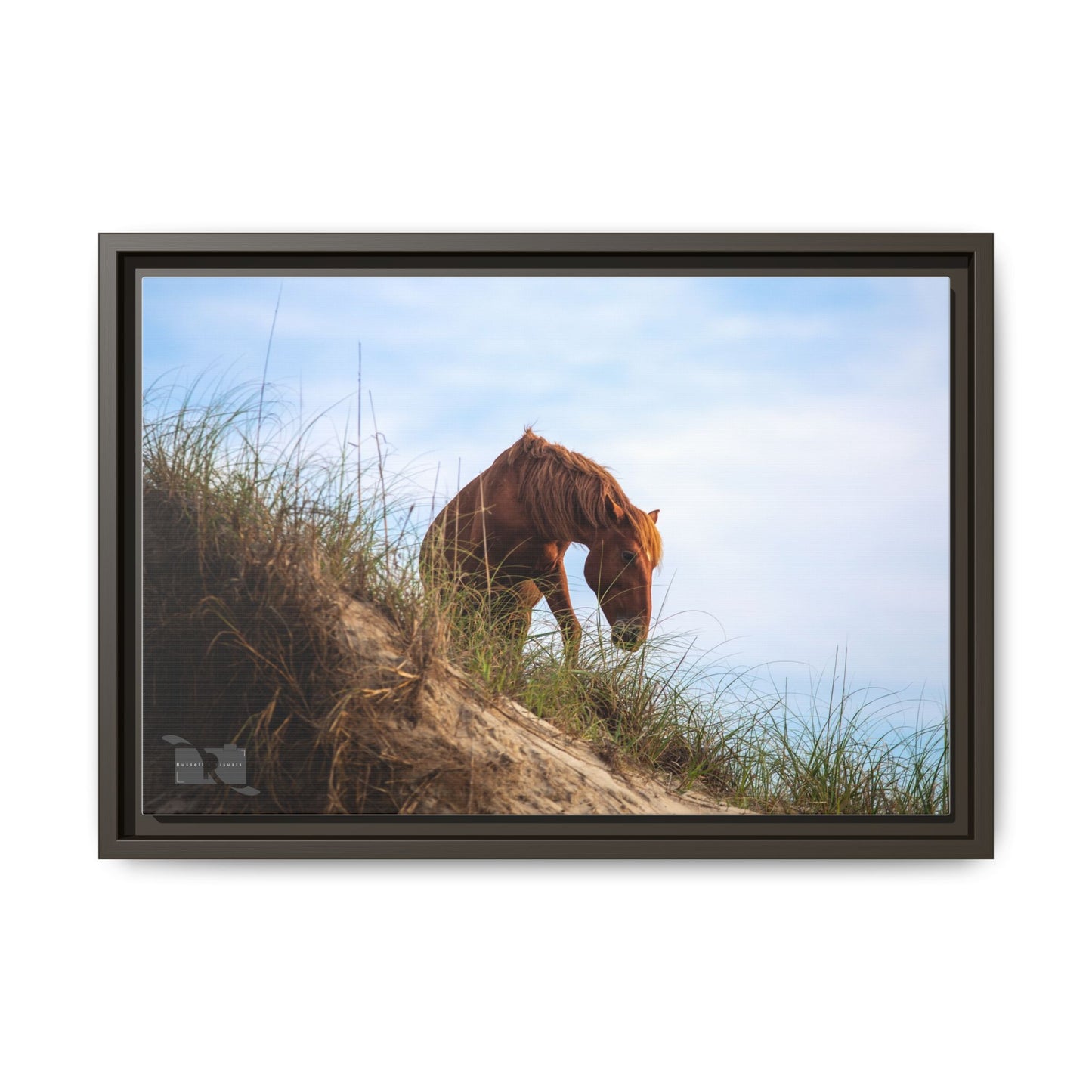 Outerbanks Horse 1